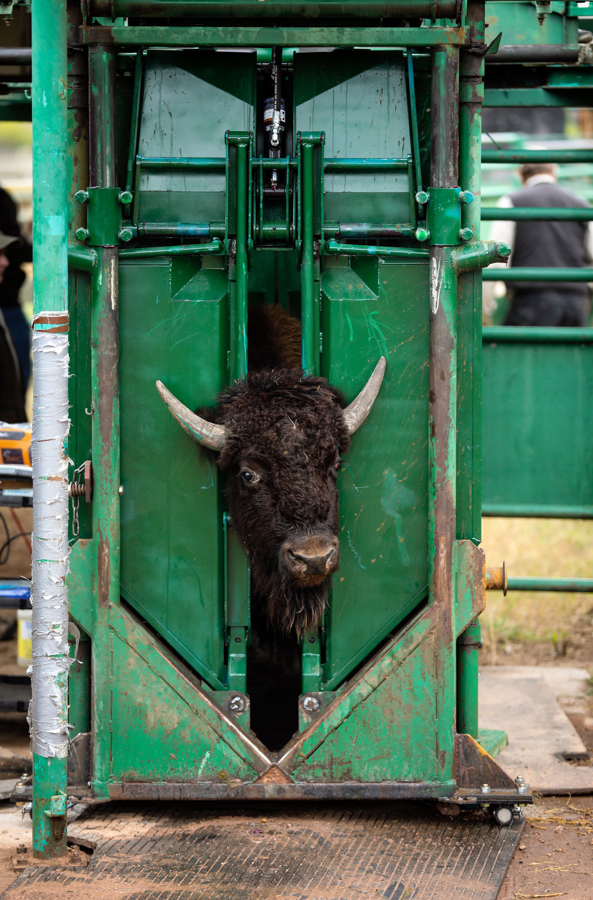 54th Annual Buffalo Roundup at Custer State Park